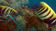 Korallenfische