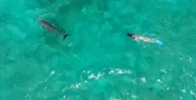Jay Sargent schwimmt mit Jojo dem Delfin.