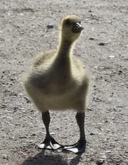 Die Gänseküken heißen Gössel. Direkt nach dem Schlüpfen werden sie auf ihrer Gänsemütter geprägt.