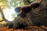 Der Bestand an Insekten in abgestorbenem Holz, Pilzen, Flechten und Schmetterlingen im dänischen Schutzgebiet Lille Vildmose ist einmalig. Allein hier leben 4.770 verschiedene Pflanzen- und Tierarten.