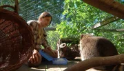 Waschbären im Wohnzimmer? Die meisten würden sie nicht mal im Garten wollen! Ganz anders Gaby Müller, die mit gleich vier Waschbären zusammenlebt. Die Neuköllnerin sieht sich als Vermittlerin zwischen Mensch und Waschbär. Gemeinsam mit Waschbär Molly veranstaltet sie spannende Erlebnistage für Berliner Stadtkinder. Dass Waschbären keine Kuscheltiere sind, scheint aber nicht bei jedem Kind anzukommen. - Gaby Müller füttert Waschbär Findus.