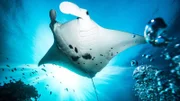 Wale, Mantarochen oder Walhaie kommen zum Riff, um sich von Plankton zu ernähren.
