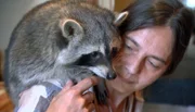 Waschbären im Wohnzimmer? Die meisten würden sie nicht mal im Garten wollen! Ganz anders Gaby Müller, die mit gleich vier Waschbären zusammenlebt. Die Neuköllnerin sieht sich als Vermittlerin zwischen Mensch und Waschbär. Gemeinsam mit Waschbär Molly veranstaltet sie spannende Erlebnistage für Berliner Stadtkinder. Dass Waschbären keine Kuscheltiere sind, scheint aber nicht bei jedem Kind anzukommen.