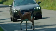 Eine Damhirschkuh kreuzt die Straße.