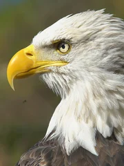 Challenger the eagle from the American Eagle Foundation.