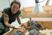 Kerstin Schnabel mit Küken im „Straußenkinderzimmer“