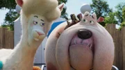 Die Alpaka-Dame Crystel versucht Hündin Bertha auf ihre Rolle in einem Hundefutter-Werbespot vorzubereiten.