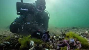 Unsere Meere – Unbekannte Ostsee (Folge 4) Manuel Spescha filmt Miesmuscheln mit einer speziellen Kameraausrüstung.