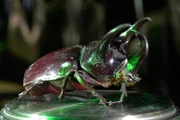 Hart und doch elastisch, je nach Bedarf flexibel oder formstabil - die zweite Folge über die wunderbare Welt der Bionik dringt tief in die Welt der Materialien ein.