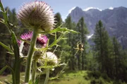 Die Berge Europas sind ein Hotspot der Artenvielfalt und oft die letzten unberührten Wildnisgebiete.