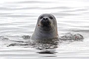 Im Wattenmeer, an der holländischen Nordseeküste, wo die Rhein-Reise beginnt, tummeln sich Seehunde. Etwa 17.000 gefüllte Badewannen entspricht die Menge an Rheinwasser, die sich hier jede Sekunde in die Strömung ergießt.