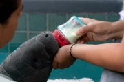 Das verwaiste Seekalb Moana wird mit Ersatzmilch gefüttert.