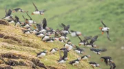 Papageitaucher müssen immer auf der Hut sein. Wenn eine Skua sich ihnen nähert, machen die Vögel schnell den Abflug Richtung Meer.