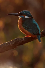 Das Eisvogel-Revier liegt am Rhein.