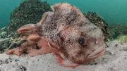 Bei den Seehasen passt das Männchen so lange auf den Laich auf, bis die Jungen geschlüpft sind.