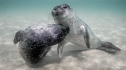 Zwei Seehunde spielen unter Wasser.