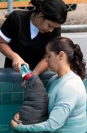 Seit über 30 Jahren kümmern sich Retter im Manatee Conservation Center um verletzte Seekühe, die meist Opfer von Motorbootunfällen wurden.