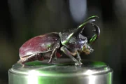 Hart und doch elastisch, je nach Bedarf flexibel oder formstabil - die zweite Folge über die wunderbare Welt der Bionik dringt tief in die Welt der Materialen ein. Erst aus nächster Nähe mit Elektronenmikroskopen betrachtet, verraten die Werkstoffe der Natur, woher ihre unglaublichen Eigenschaften stammen: Ob die Haut von Haien, die Flügel eines Morphofalters oder die Innenverkleidung eines Schneckenhauses, die Evolution kombiniert Materialien mit verblüffender Kreativität - um sie perfekt schlagfest, strömungsgünstig oder selbstreinigend zu machen.  Im Bild: Insekten haben eine Schutzpanzer aus Chitin - ein sehr wirkungsvolles und vielseitiges Material.
