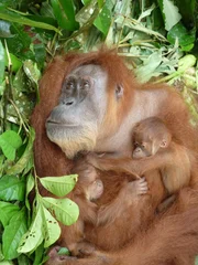 GOBER ist eine ältere Orang-Utan-Dame, die  2008 aus einem kümmerlichen Rest von Regenwald evakuiert wurde - abgeschnitten von ihrem Heimatwald in Folge intensiver Ölpalm-Anpflanzungen. Sie wurde in die Station Batu M'Belin gebracht, da ein wohl altersbedingter Grauer Star festgestellt wurde, der fast zur vollständigen Blindheit geführt hatte. Infolge eines Kontakts mit dem ebenfalls blinden Orang-Utan LEUSER wurde GOBER schwanger und brachte im Januar 2011 Zwillinge zur Welt, GANTENG (Sohn) und GINTING (Tochter). Wird Gober (zusammen mit ihren Kindern) in den Dschungel Nord-Sumatras zurückkehren können?
