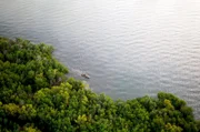 Die Mangroven in Kenia sind essentiell für den lokalen Fischbestand: Ihre Wurzeln im Wasser schützen Jungfische vor starken Wellen.