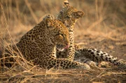 Die kleine Leopardenfamilie in trügerischer Harmonie: Leopardin Olimba und ihr Junges Makumbi.