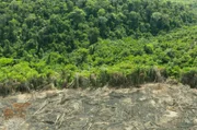 Seit den 1970er Jahren ist die Waldfläche des Amazonas aufgrund von Abholzung um 20 Prozent geschrumpft.