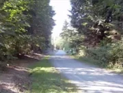 Ein Weg im Wald