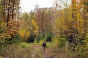 Susan Benedict ist Besitzerin von etwa 810 Hektar Wald in Pennsylvania: Mit ihrer Familie kümmert sie sich um den Fortbestand der Bäume.