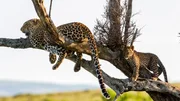 Eine Leopardin mit einem etwa drei Monate alten Jungen. Erwachsene und junge Leoparden bringen sich vor Konkurrenten oft auf Bäumen in Sicherheit, da Löwen schlechte Kletterer sind und Hyänen mit ihren stumpfen Klauen überhaupt nicht klettern können.