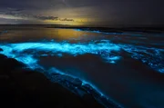 Das geheimnisvolle Meeresleuchten an den Küsten Europas wird erzeugt von Biolumineszenz und tritt vor allem in warmen Sommernächten auf.