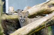 Viele Pumas werden von Autos überfahren – einige hinterlassen Junge, die alleine in der Wildnis nicht überleben können.