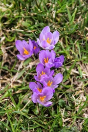 Krokuswiese im Sellraintal.