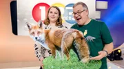 Wildtiere im Wald 1