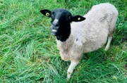 Fast ein schwarzes Schaf - mit guten Zähnen. Weiteres Bildmaterial finden Sie unter www.br-foto.de.