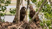 Adlergeschwister sitzen gemeinsam in ihrem Nest.