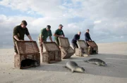 Die geretteten Robbenjungen sollen lernen, selbstständig Fisch zu fressen