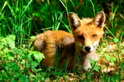 Junger Fuchs.