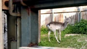 Mesopotamischer Damhirsch aus dem Kronberger Opel-Zoo im Vorgehege des Jerusalemer Zoos.