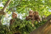 Wie die heute lebenden Schimpansen könnte der Pierolapithecus bereits Schlafnester gebaut haben.
