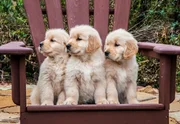 Puppies