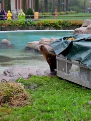 Sea lion moving back to exhibit.