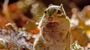 Der Herbst zeichnet eine bemerkenswerte Jahreszeit des Wandels auf – junge Basstölpel springen von gefährlichen Klippen, während Streifenhörnchen um die Wintervorräte rennen und Prärie-Klapperschlangen lebende Junge gebären.