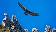 Über den Gipfeln der Dolomiten streift der König der Lüfte: der majestätische Steinadler.