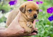 Neave, a golden labrador meant to become a utilitarian dog.