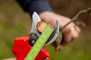 Zwei Zentimeter Äste sind auch für die günstigen Modelle kein Problem.