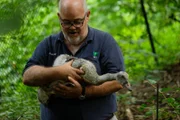 Collection Manager Kevin Hils with a Trumpeter swan cygnet.