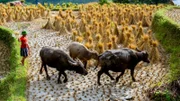 Reisfarmer in der Provinz Ha Giang im Norden Vietnams: Der Wasserbüffel ist immer dabei.