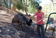 Die Federn eines Emus sind ganz weich – fliegen kann er damit nicht.