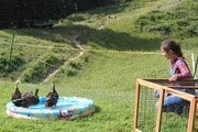 Die Enten sind drei Nummern größer geworden. Anna hat für die Vögel ein neues Schwimmbecken organisiert. Das gibt eine lustige Poolparty. Die Enten sind drei Nummern größer geworden. Anna hat für die Vögel ein neues Schwimmbecken organisiert. Das gibt eine lustige Poolparty.