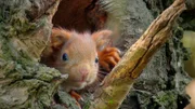 Berlin ist voller Naturspektakel und wilder Nachbarn. Über 200 Wildtierarten gibt es in der Stadt.